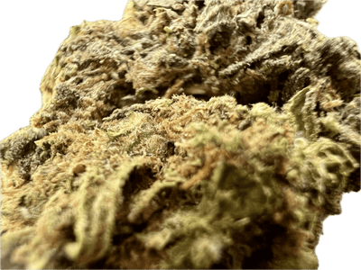 Close-up of Ripkitty Runtz OG THCA hemp flower showcasing its vibrant colors and rich texture.