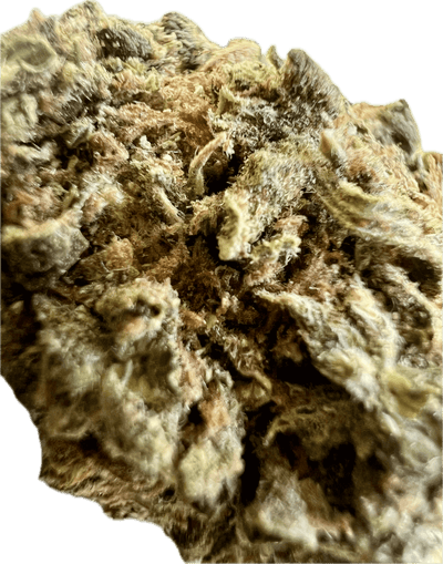 Close-up of Ripkitty Runtz OG THCA hemp flower showcasing its premium hybrid cannabis quality.
