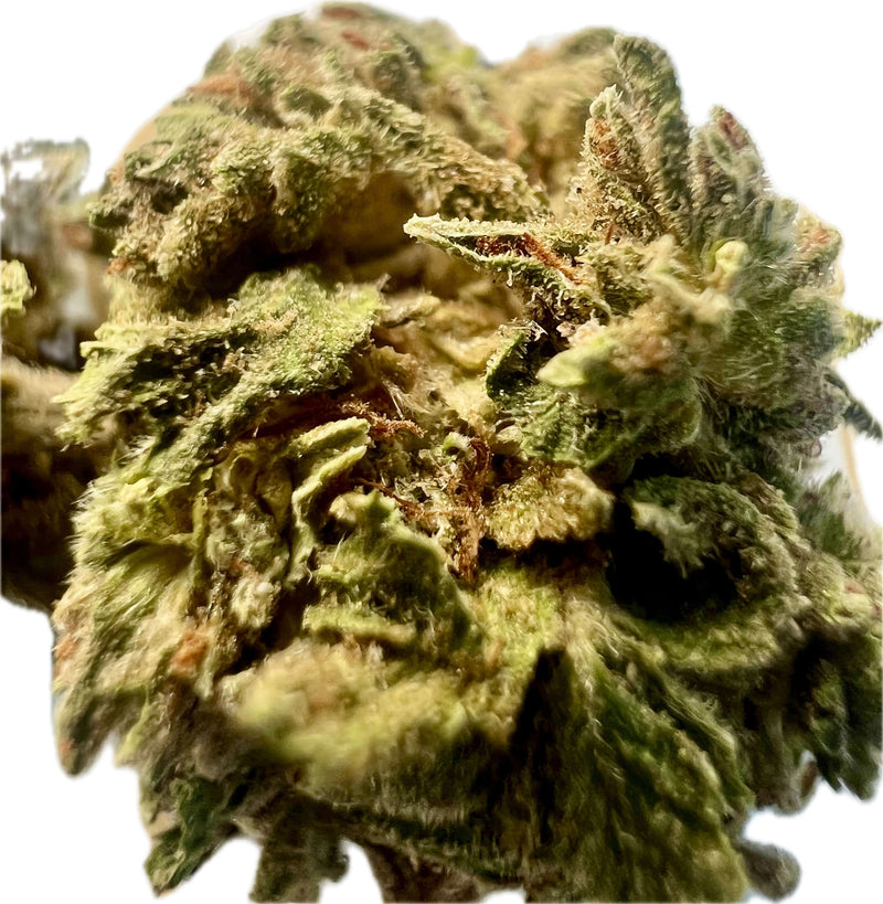 Close-up of dense Ripkitty Gelato 